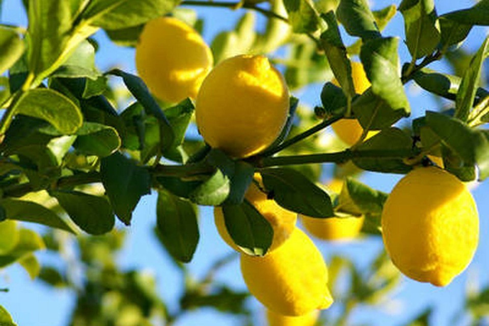 Bitter lemons