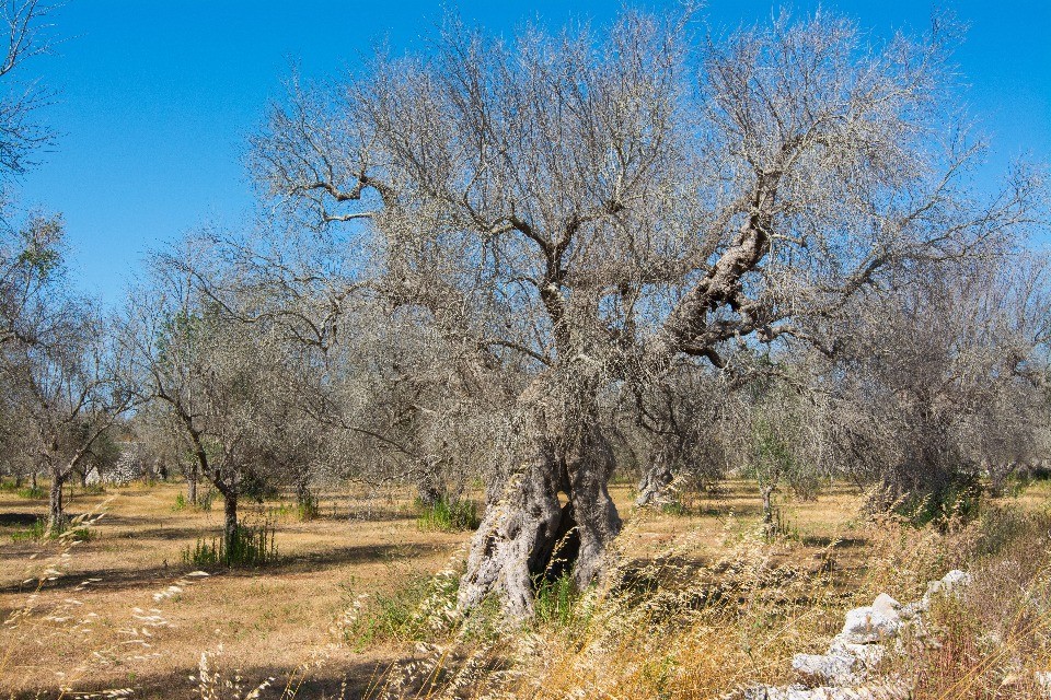 La morte degli ulivi stravolge la Puglia