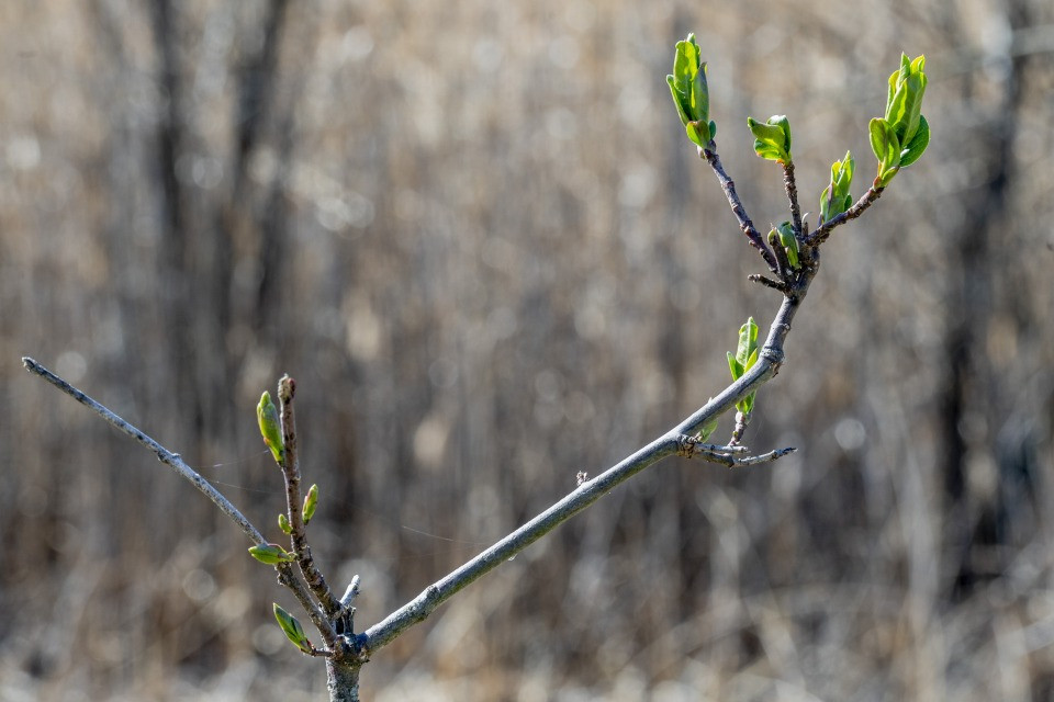 Gli Alberi Resistenti Alle Gelate Sono Pi Equipaggiati Contro I 
