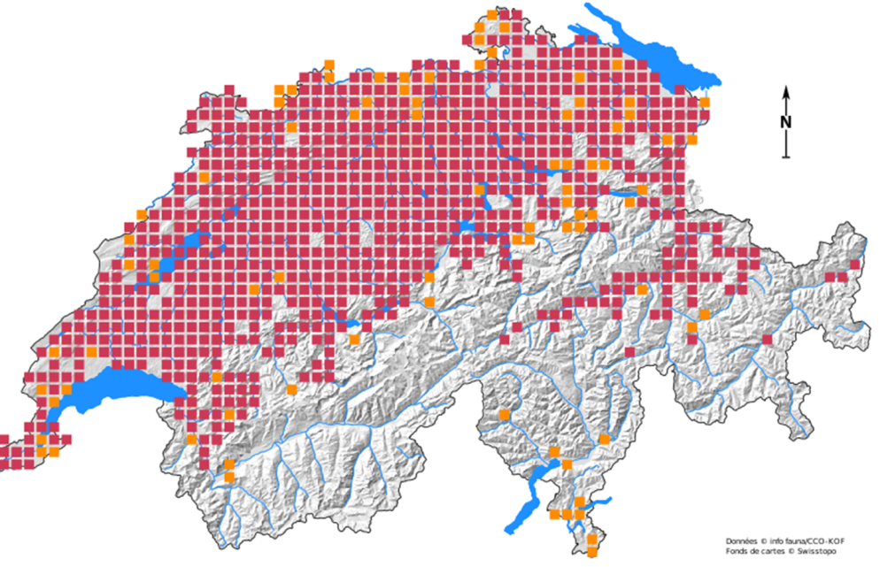 Diffusione attuale della puzzola in Svizzera. I quadratini arancioni rappresentano i luoghi in cui le prove della sua presenza risalgono a prima del 2000. © Pro Natura Svizzera