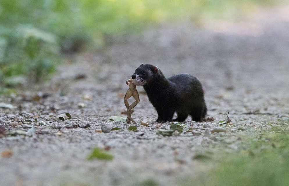 © Pro Natura Svizzera