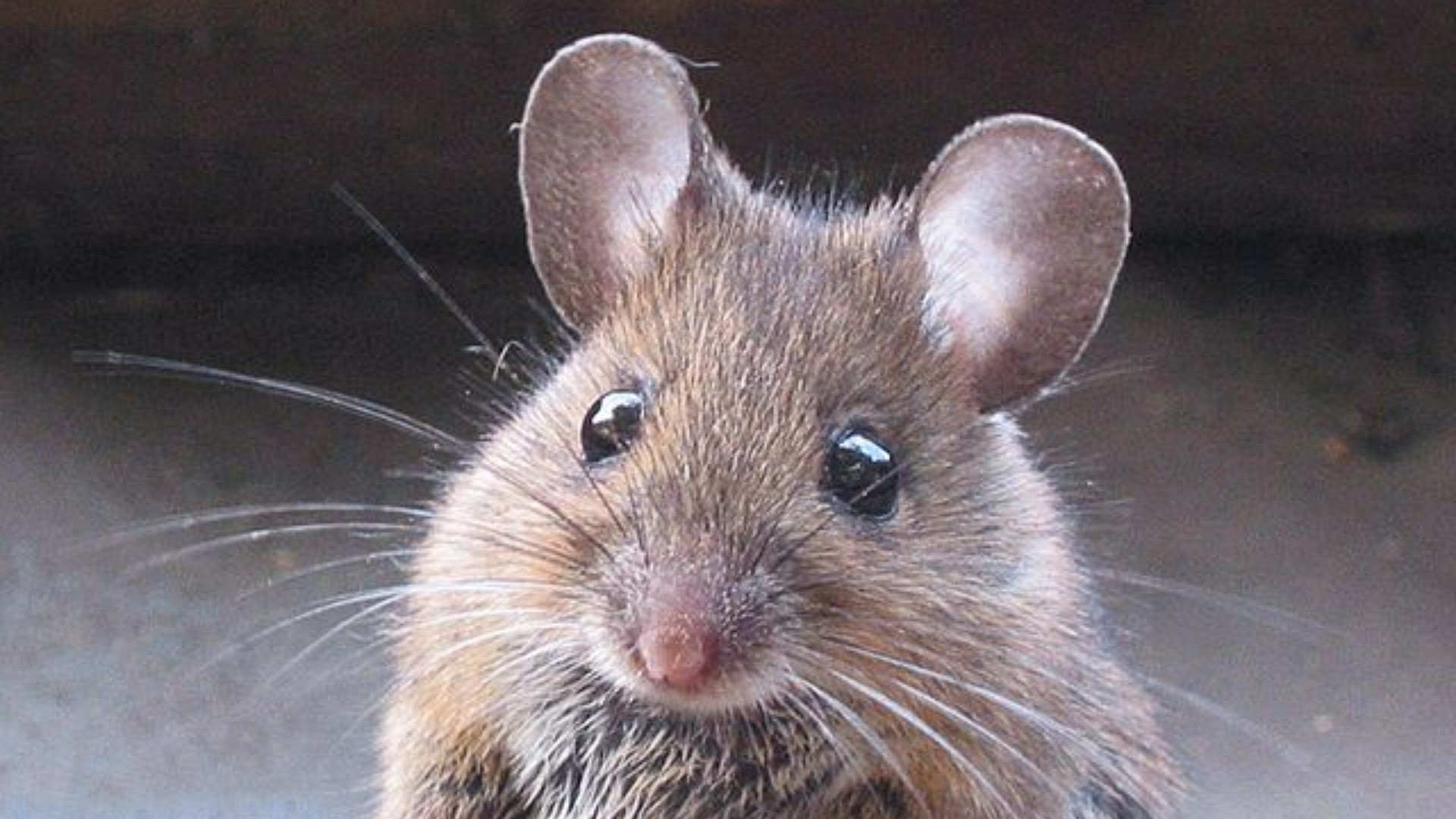 Topolini forse no, ma nemmeno capibara