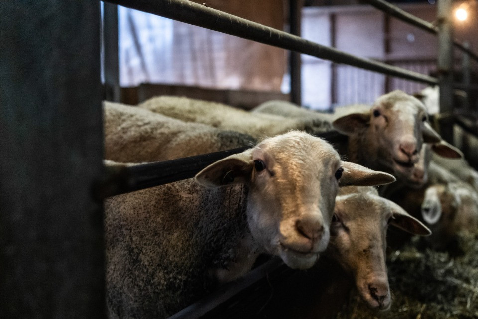 livestock jordan 4 off white