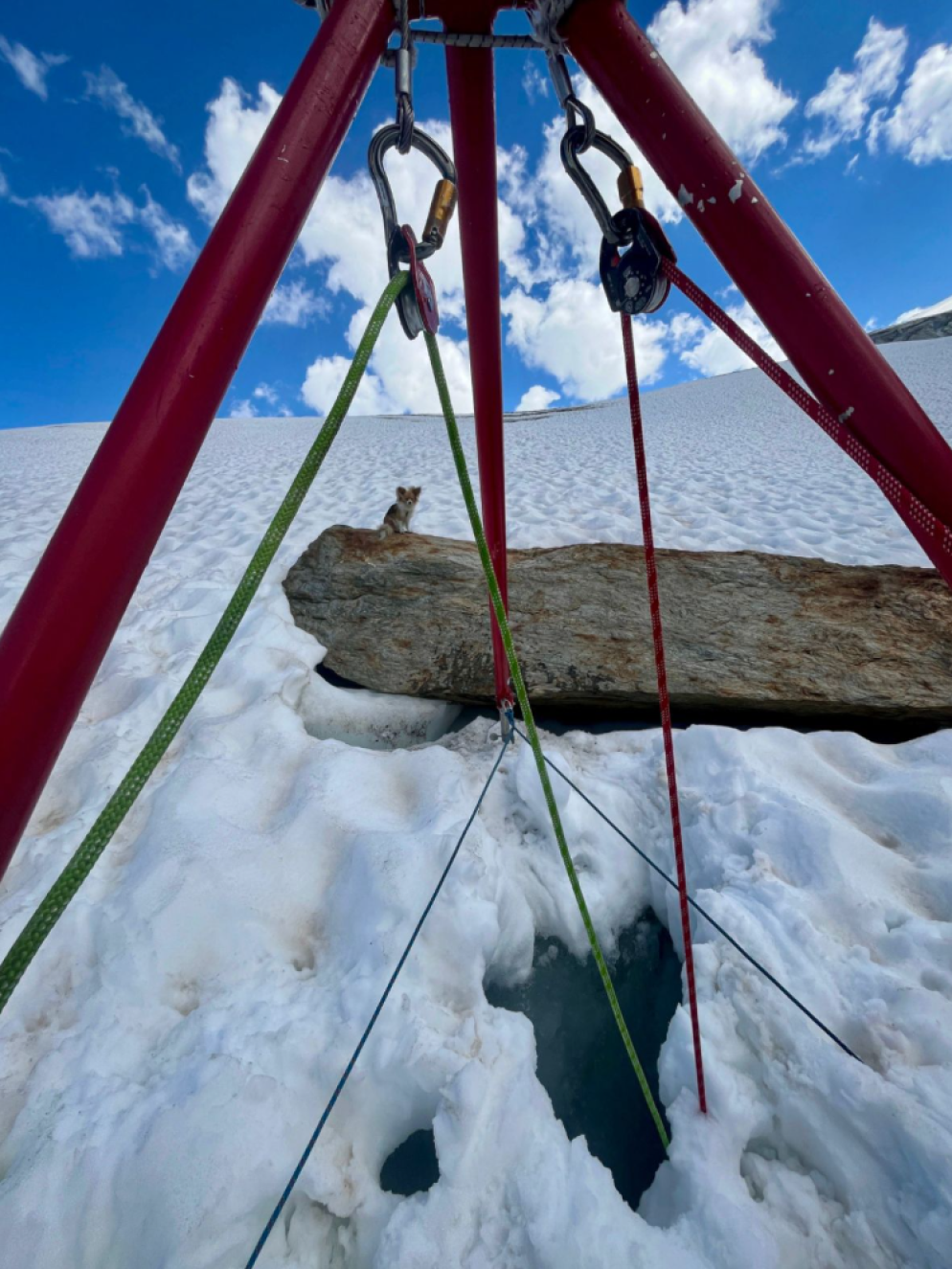 Un chihuahua ha contribuito al salvataggio di un uomo sul ghiacciaio sopra  Saas-Fee