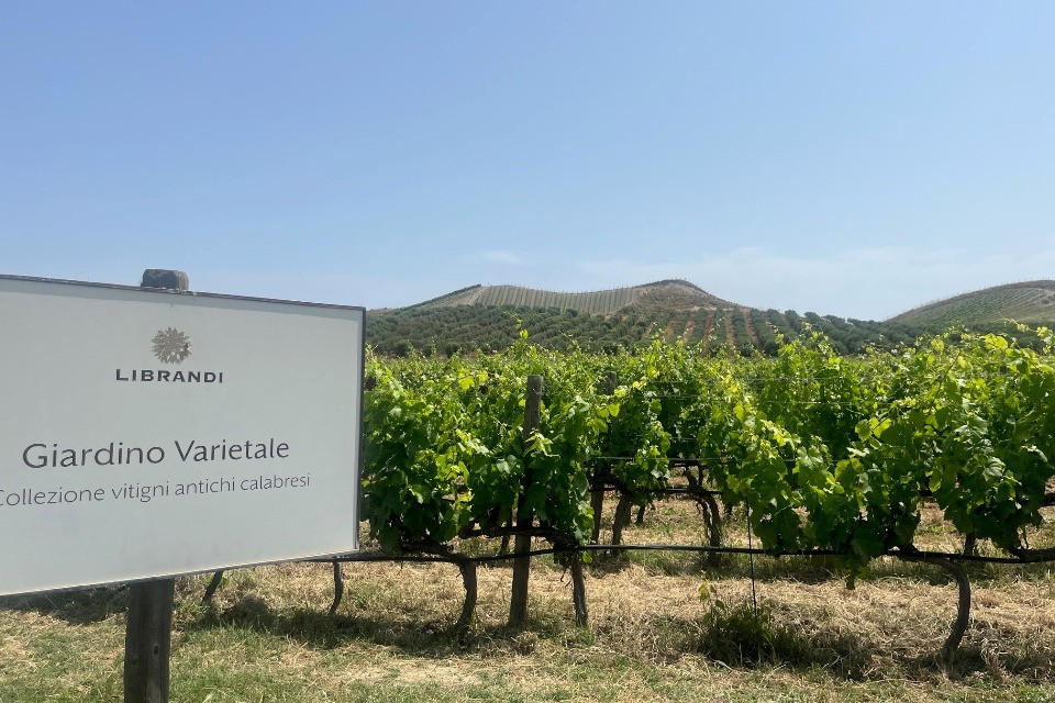 Nella spirale del tempo: il giardino varietale Librandi e la Calabria che coltiva il futuro
