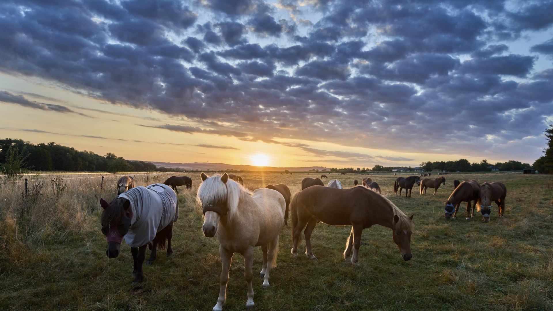 «Cinquant'anni e una grande festa per celebrare il cavallo e la sua storia»