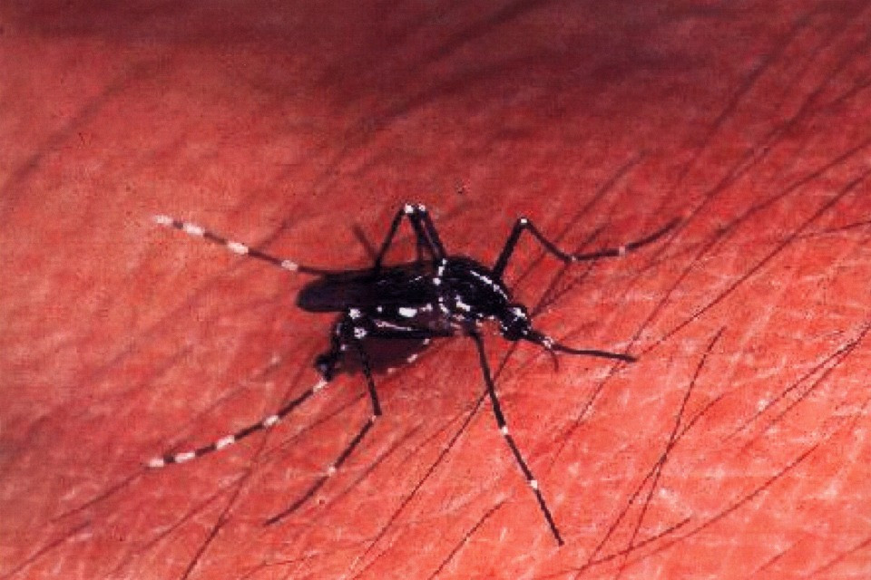 Due nuovi casi di virus chikungunya in provincia di Verona