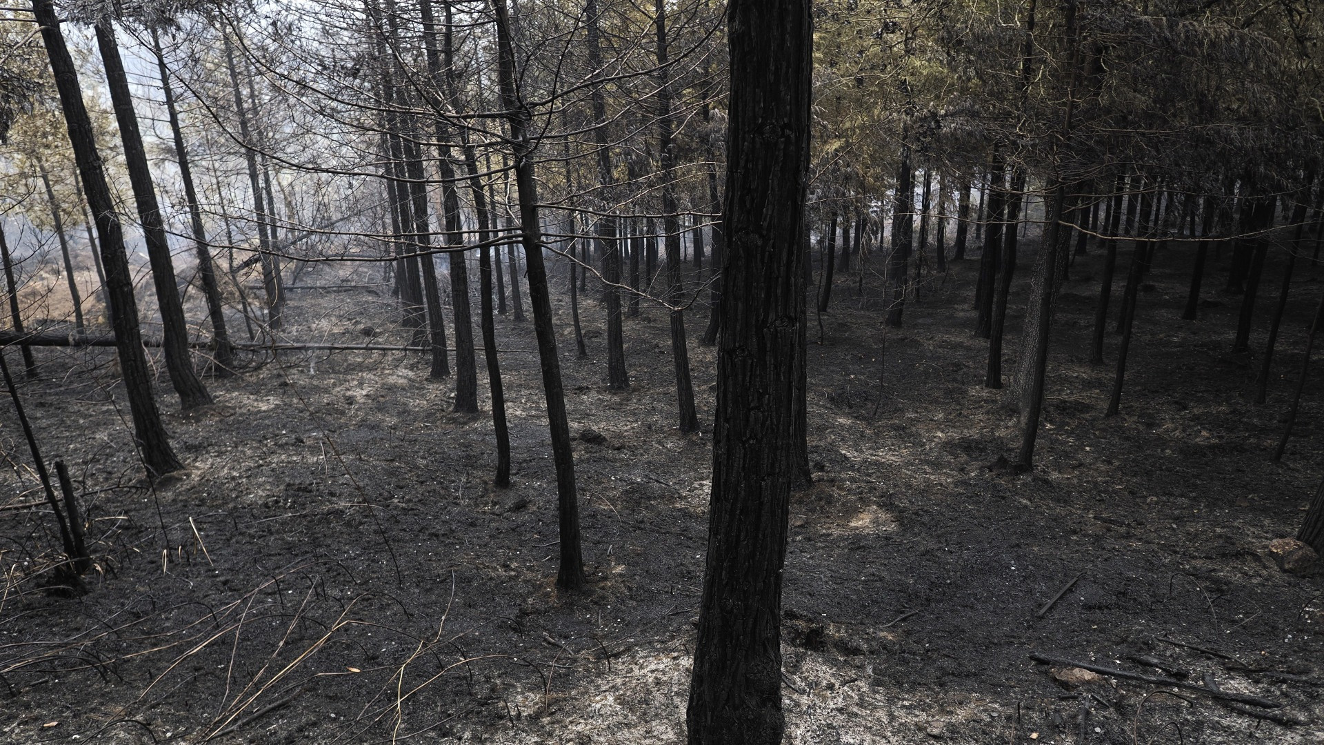 La protezione delle foreste
