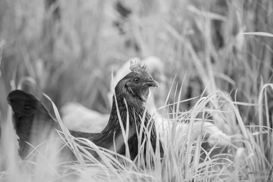 L'esposizione cantonale di pollicoltura rinviata in primavera