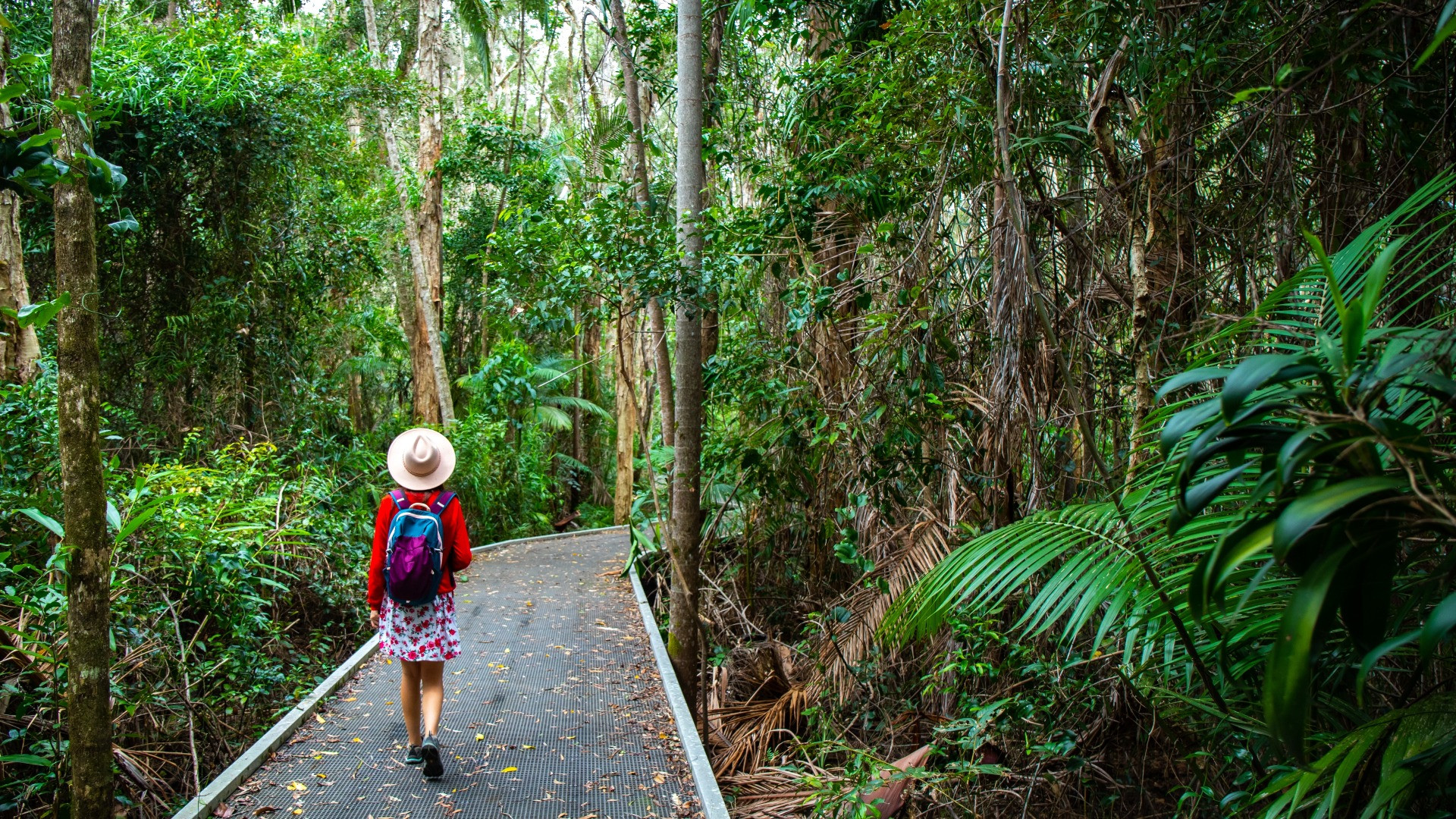 Se le foreste tropicali australiane si stanno trasformando, diventando fonti di CO2