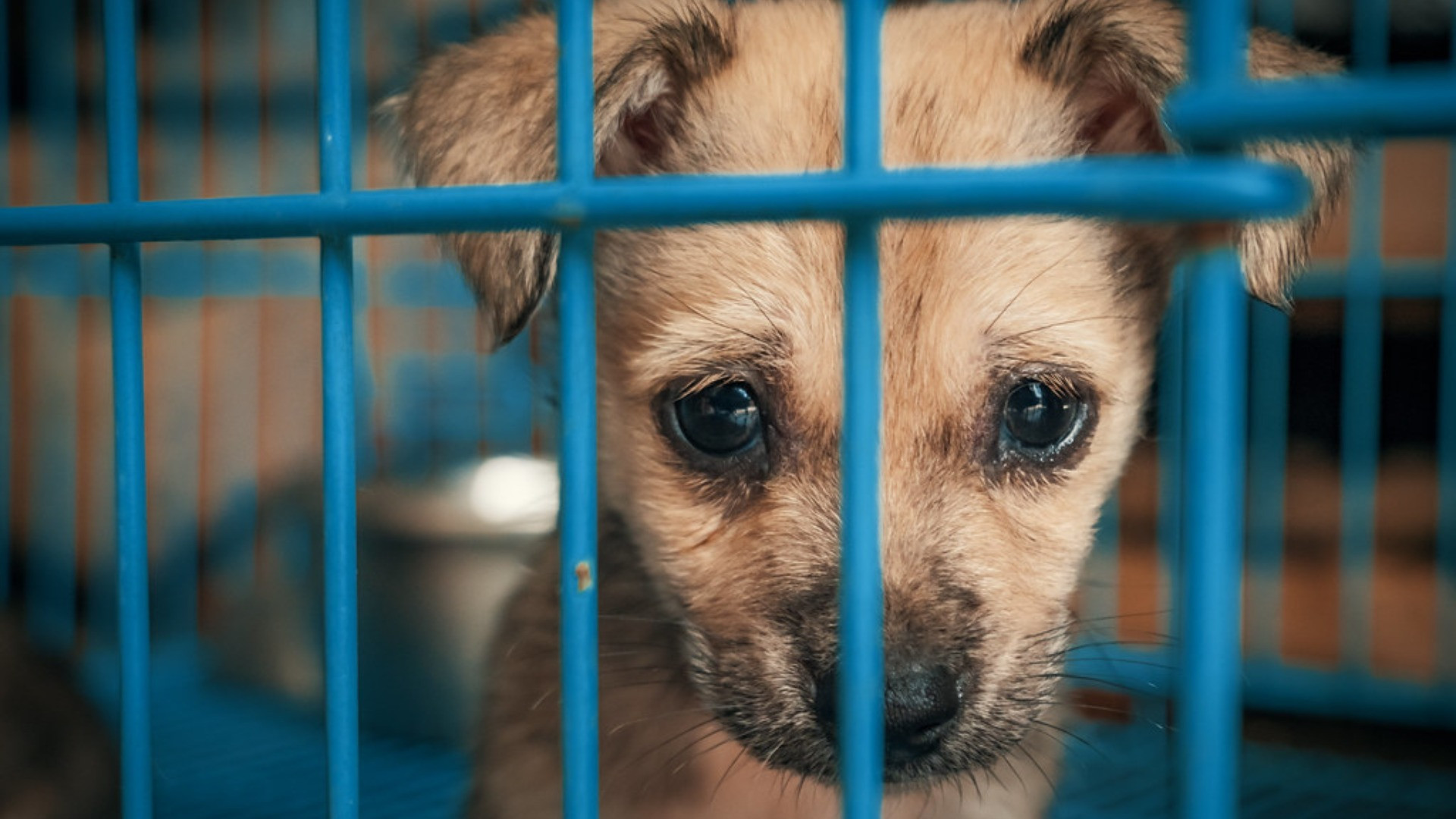 Sempre più animali abbandonati accolti nei rifugi in Svizzera