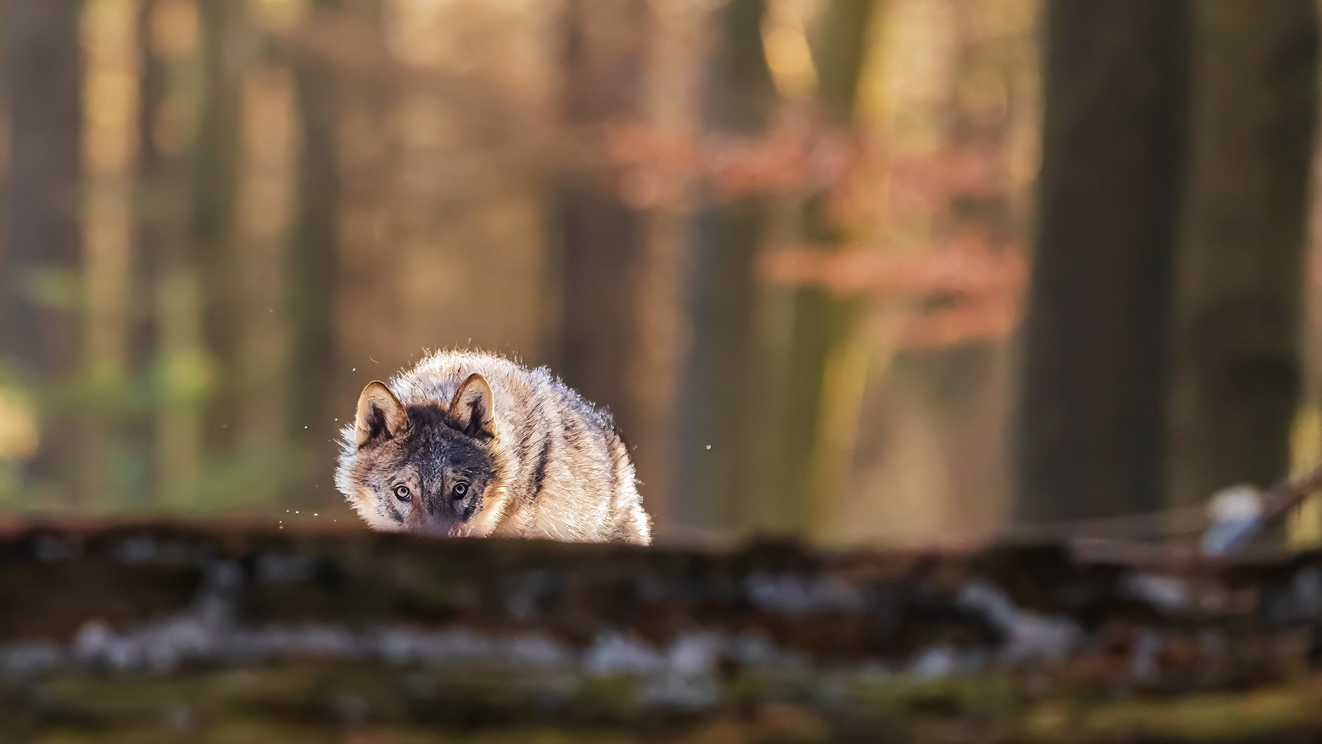 Carvina, un branco di lupi «unico»: il nodo dell’abbattimento