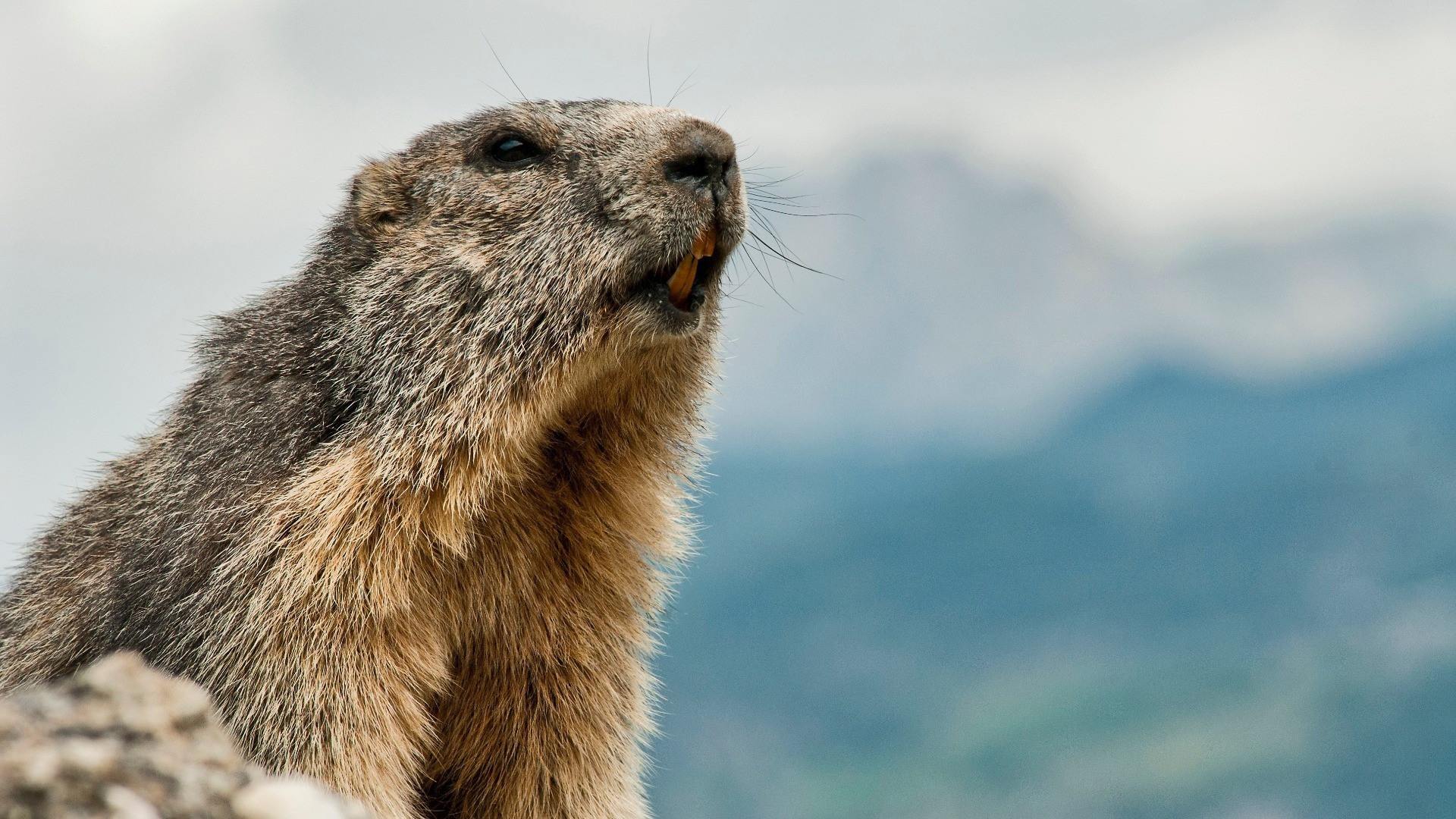 Lugano-Roma, solo andata: «Non mangiate la marmotta»