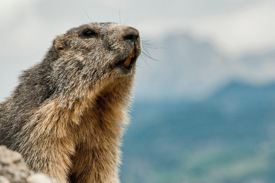 Lugano-Roma, solo andata: «Non mangiate la marmotta»