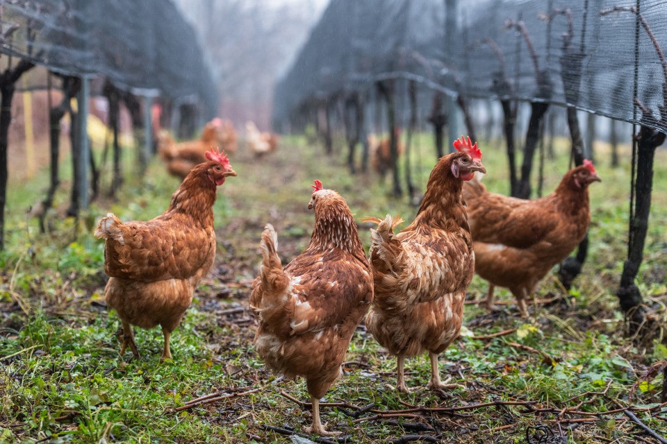 Influenza aviaria: misure di prevenzione estese a tutta la Svizzera