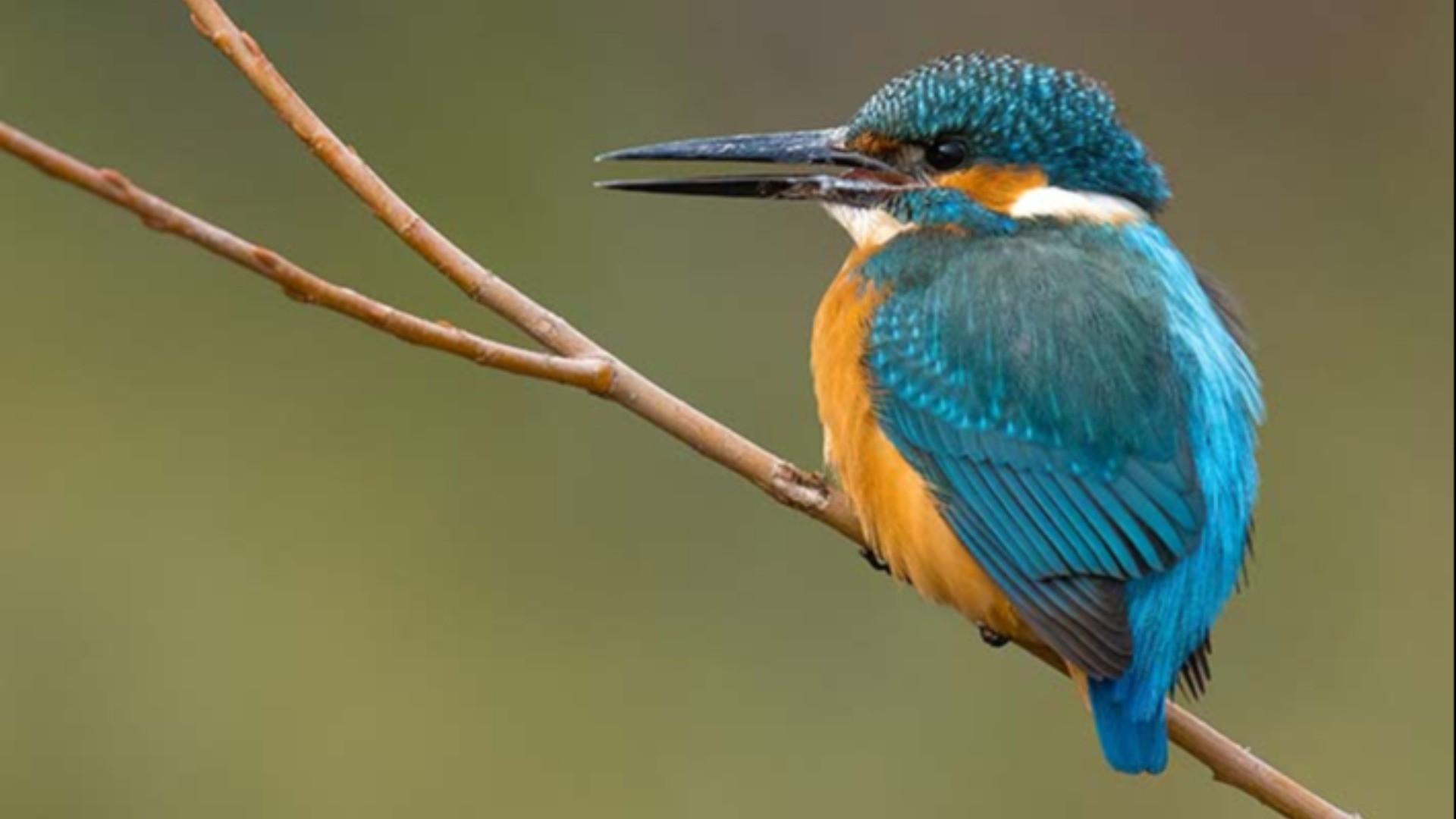 Il martin pescatore eletto uccello dell'anno 2026