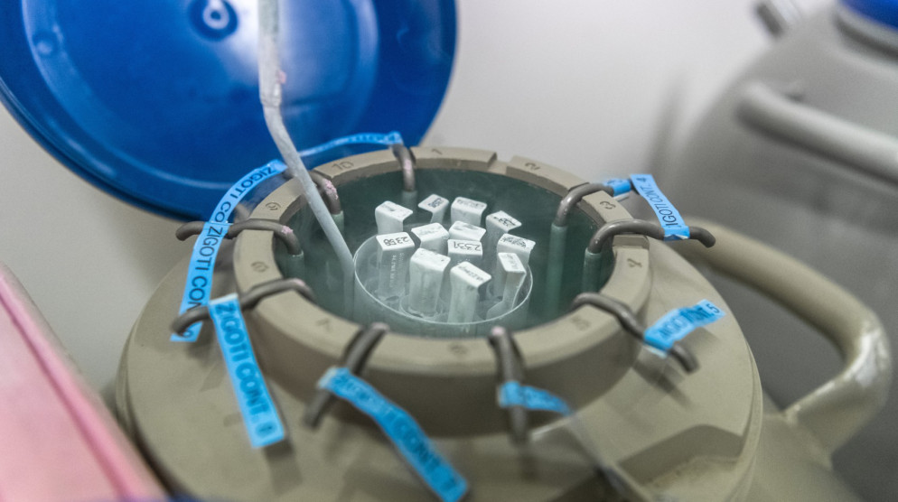 È in questi contenitori che al centro di Medicina della fertilità della «Carità» vengono conservati sotto azoto liquido gli ovuli prelevati dalle pazienti. © CdT/Chiara Zocchetti