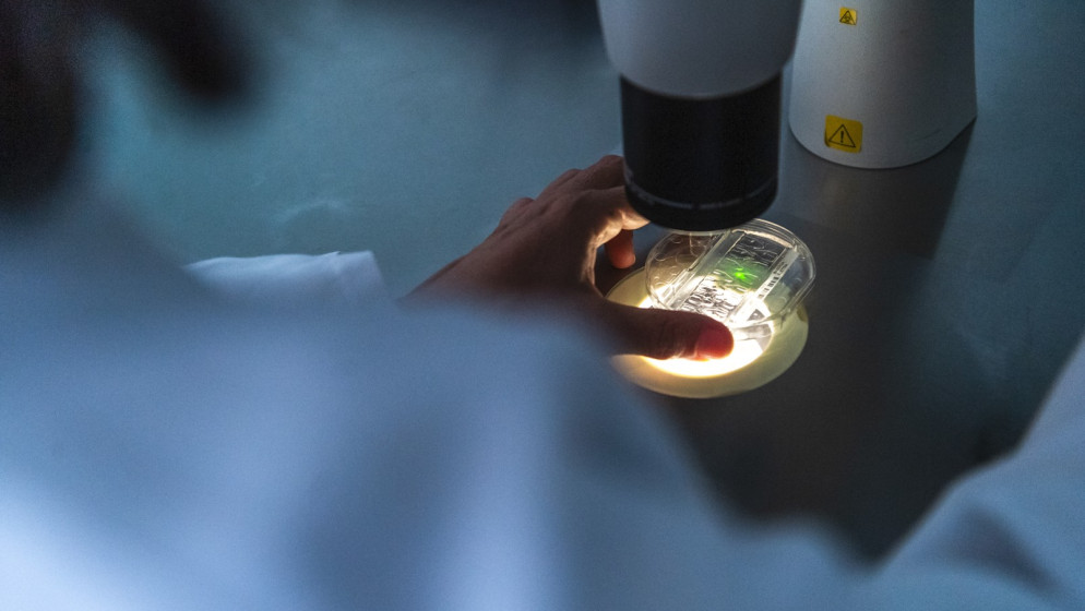 Alla «Carità» una laboratorista controlla lo sviluppo di un ovulo fecondato al centro di Medicina della fertilità. © CdT/Chiara Zocchetti