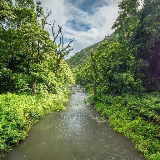Lanciata una pioggia di zanzare sulle foreste hawaiane