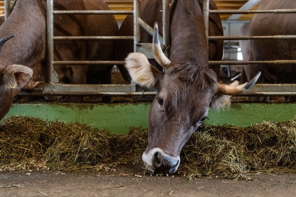 Perché il latte è l'unica cosa che costa sempre meno