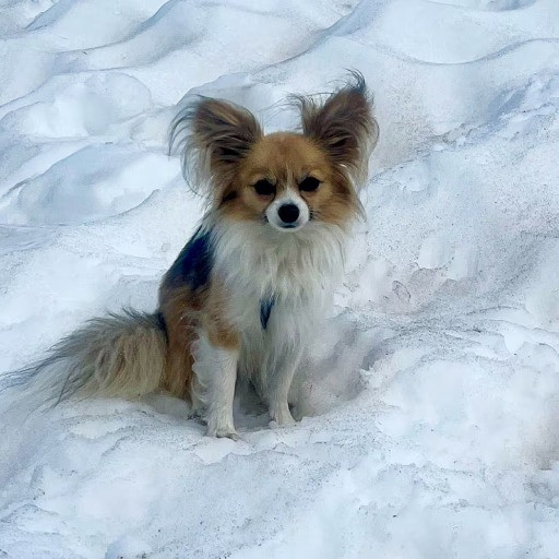 Dal toro scatenato ai polli a passeggio, gli interventi più strani delle Polizie cantonali