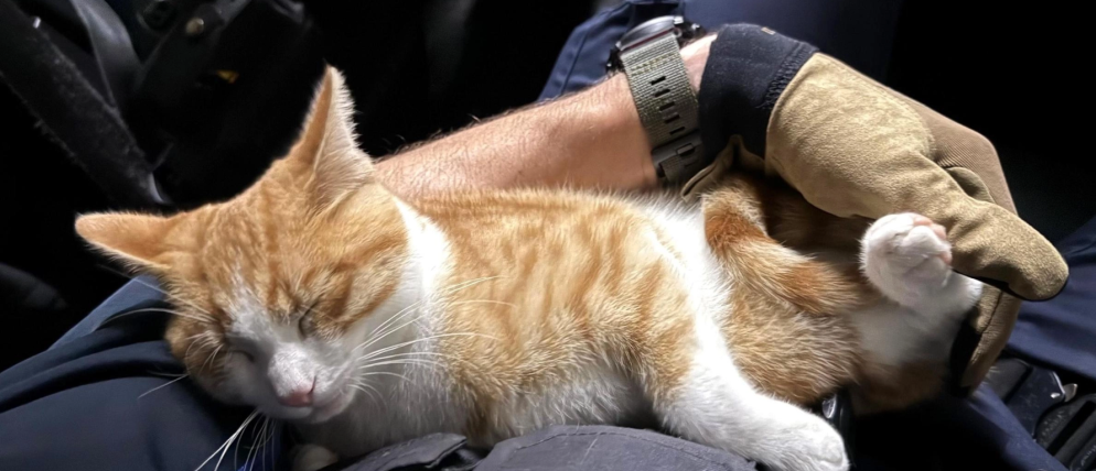 © Polizia cantonale Sciaffusa