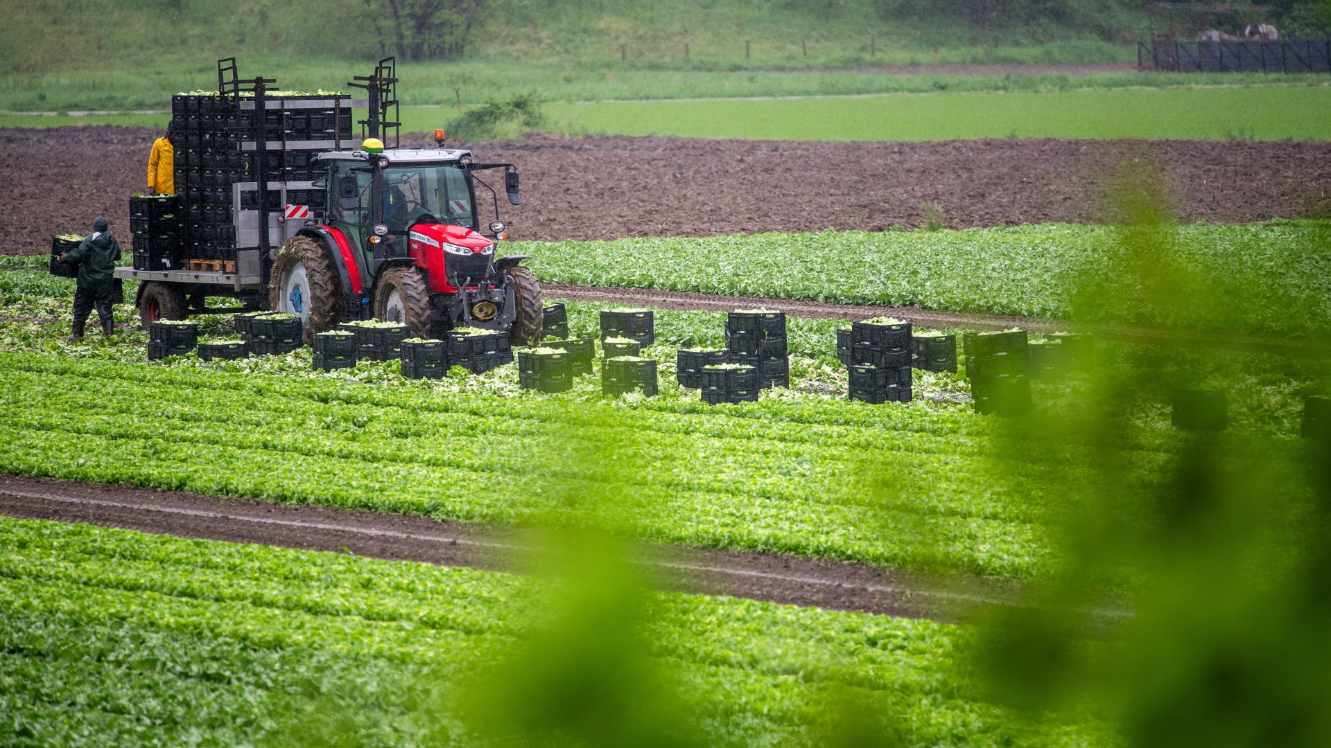Le aziende agricole ticinesi perdono quota a vista d’occhio