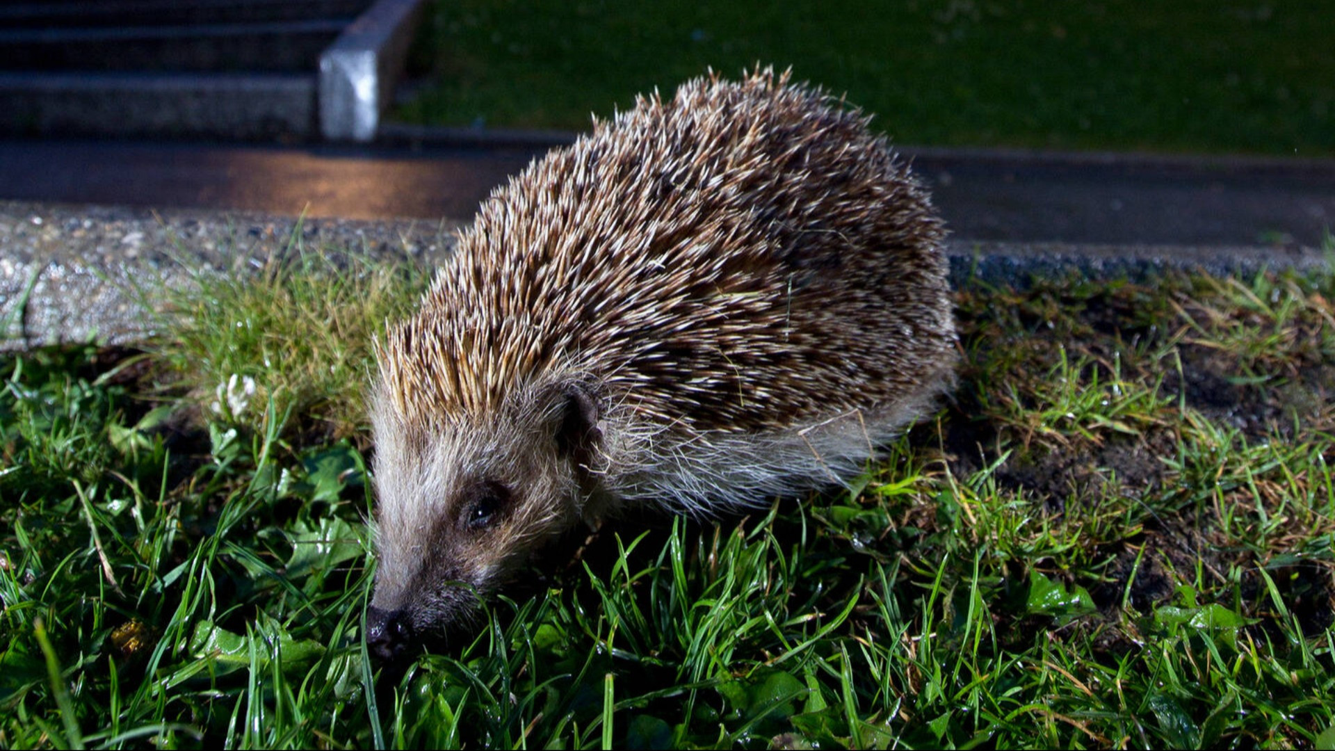 Il riccio è l'animale dell'anno 2026