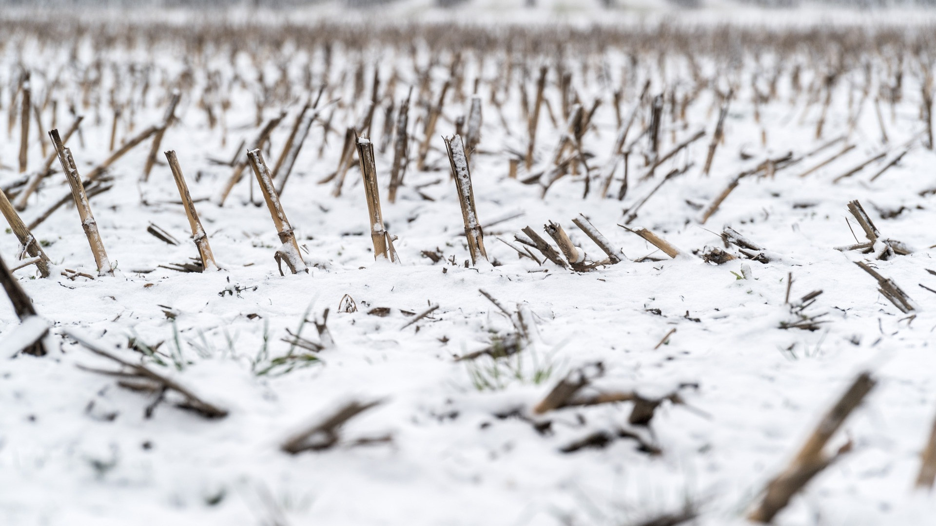 Epifania gelida in Svizzera, -10 sull'Altipiano