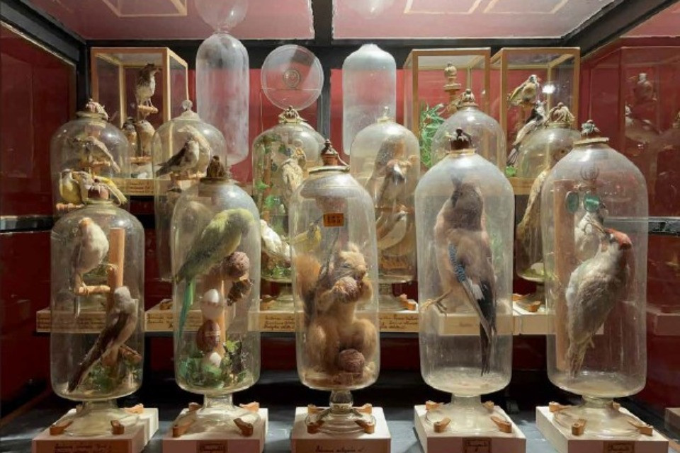 Svelato il mistero degli animali in bottiglia di padre Fourcault