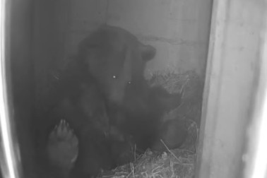 Dopo 18 anni, sono nati orsi bruni siriani al parco naturale di Goldau