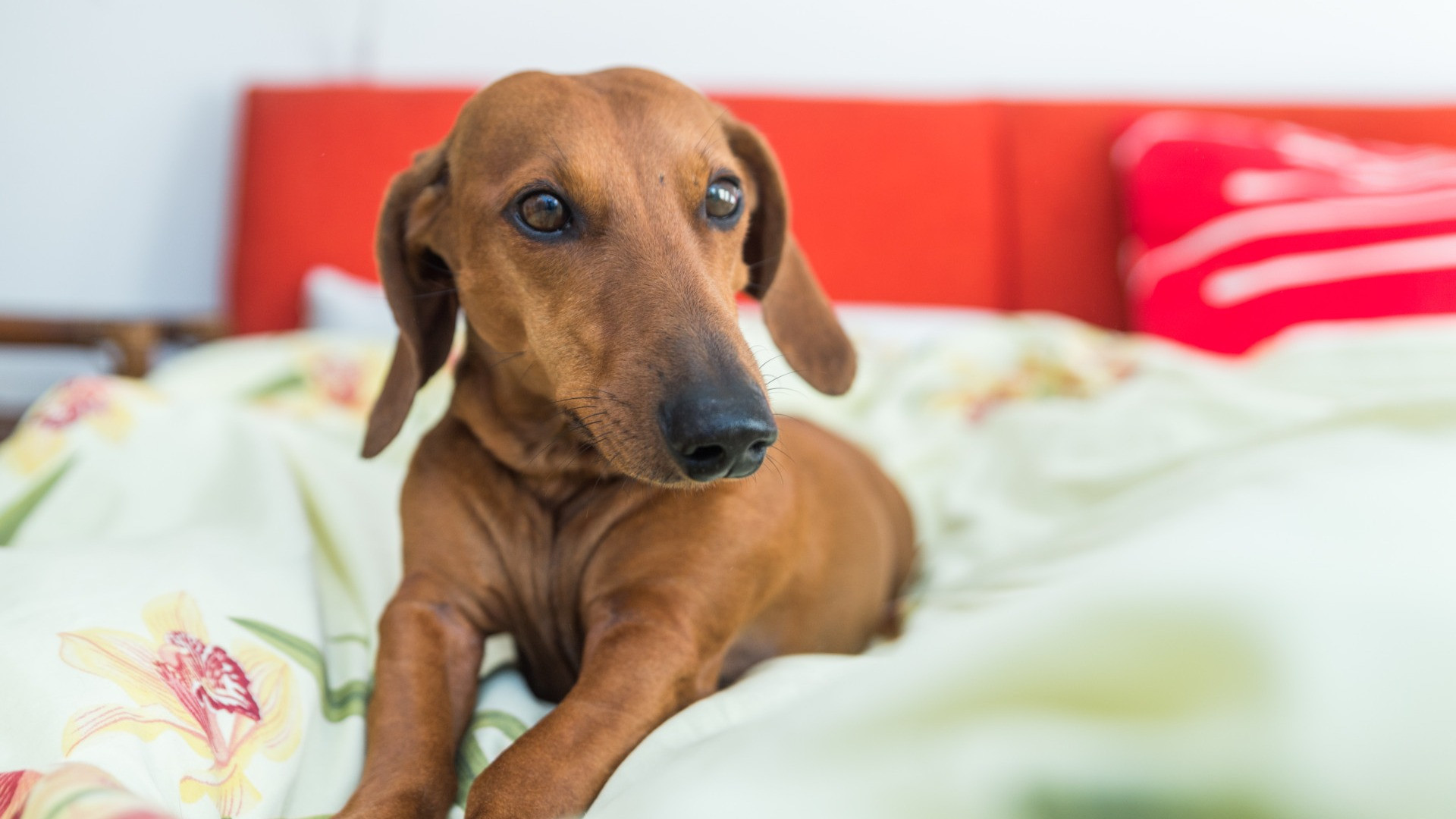 È un Ticino di cucce piene (e culle vuote)