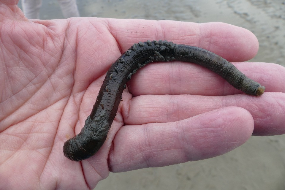 Al CHUV un gel a base di molecole di vermi marini per curare le vittime di Crans-Montana