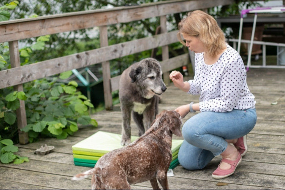 «I cani non hanno scelto questa vita»