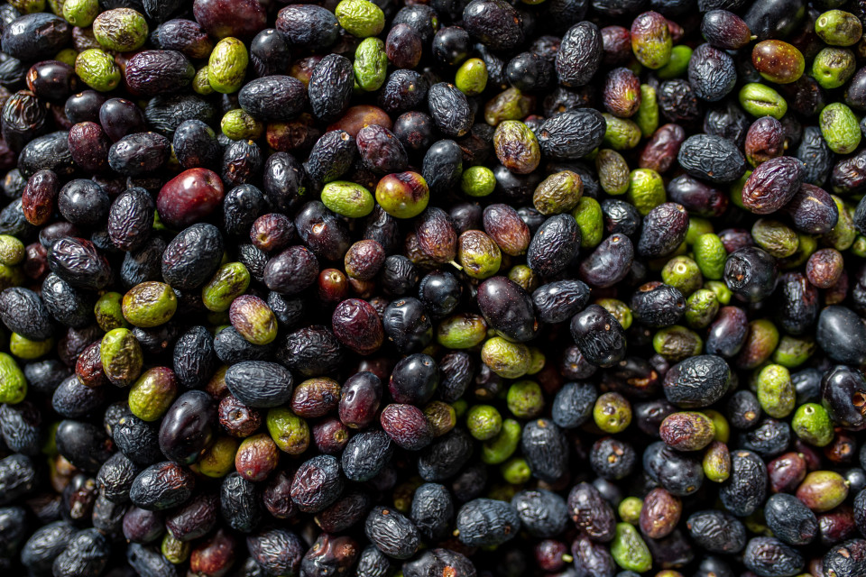 Rubano olio d'oliva da consegnare in Svizzera: tre arresti