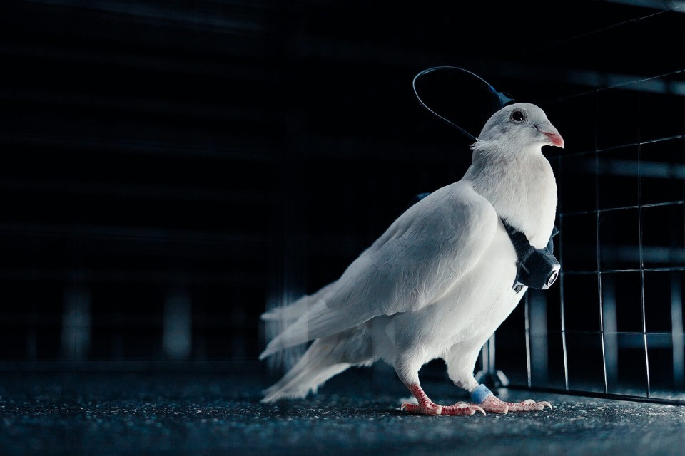 Se la Russia vuole trasformare i piccioni in droni