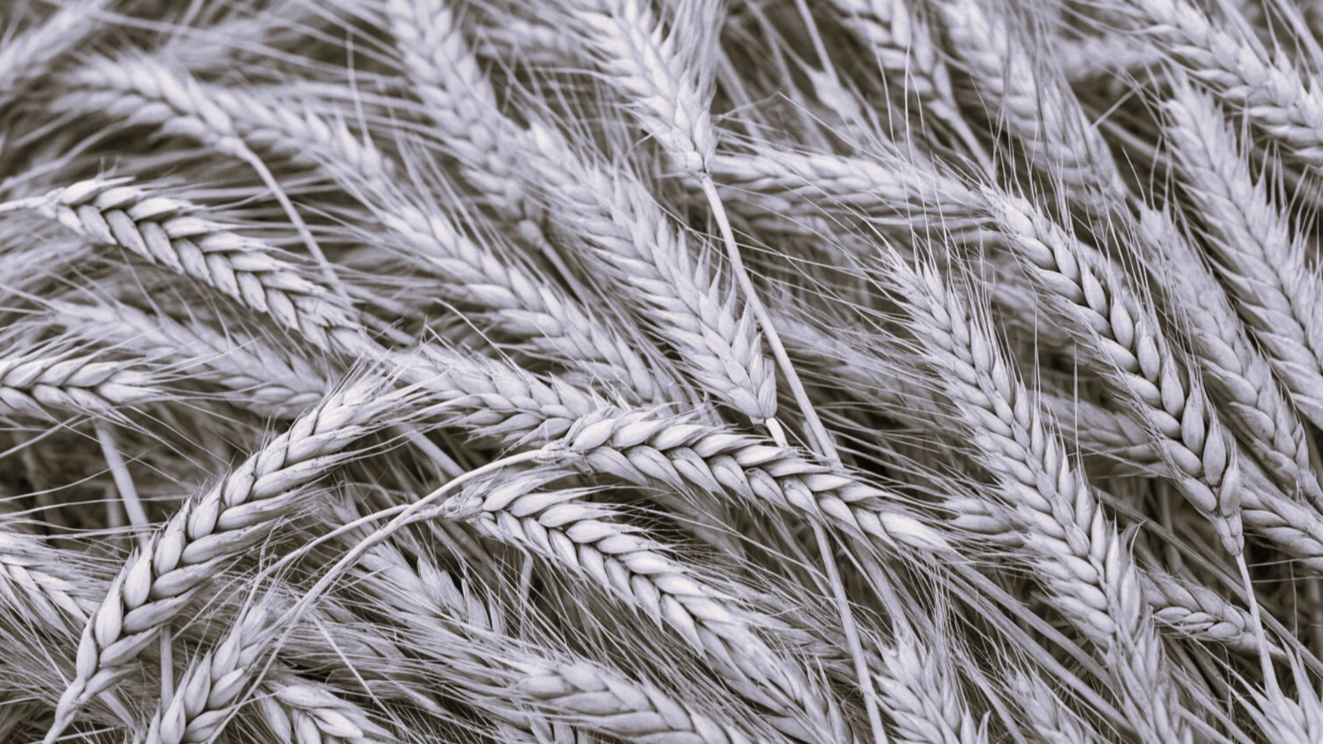 Solo il libero mercato può favorire la riduzione del prezzo del grano