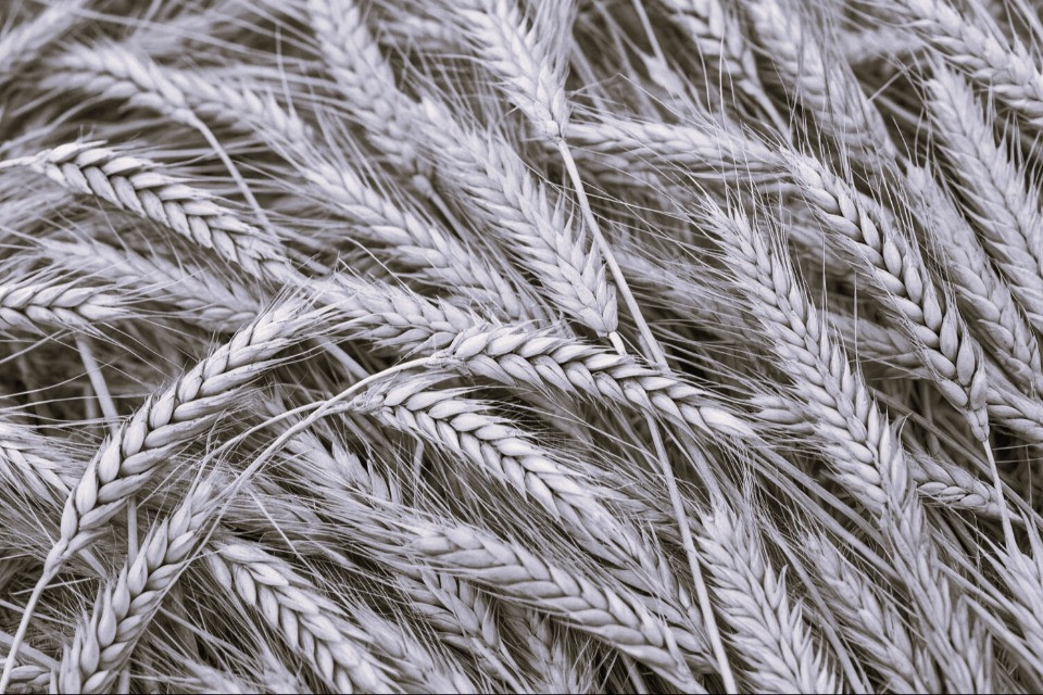 Solo il libero mercato può favorire la riduzione del prezzo del grano