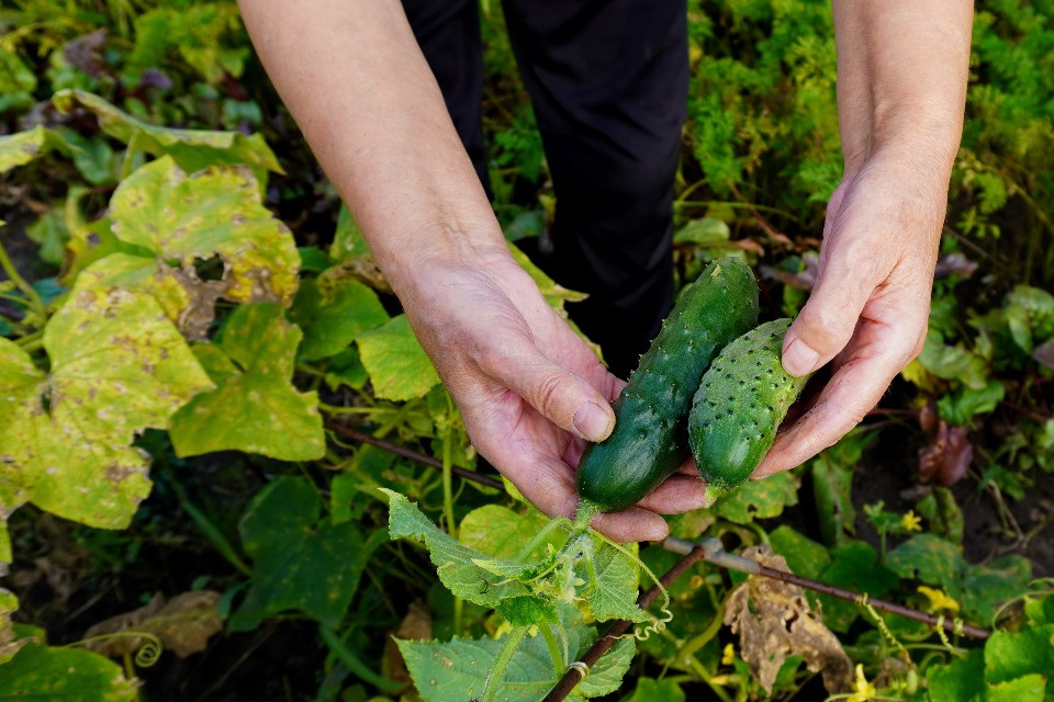 I cetrioli di Vladimir Putin, il nuovo oro della Russia