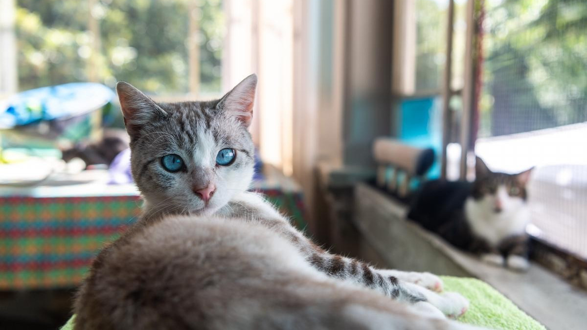 I gatti potrebbero essere la chiave per capire i tumori negli esseri umani