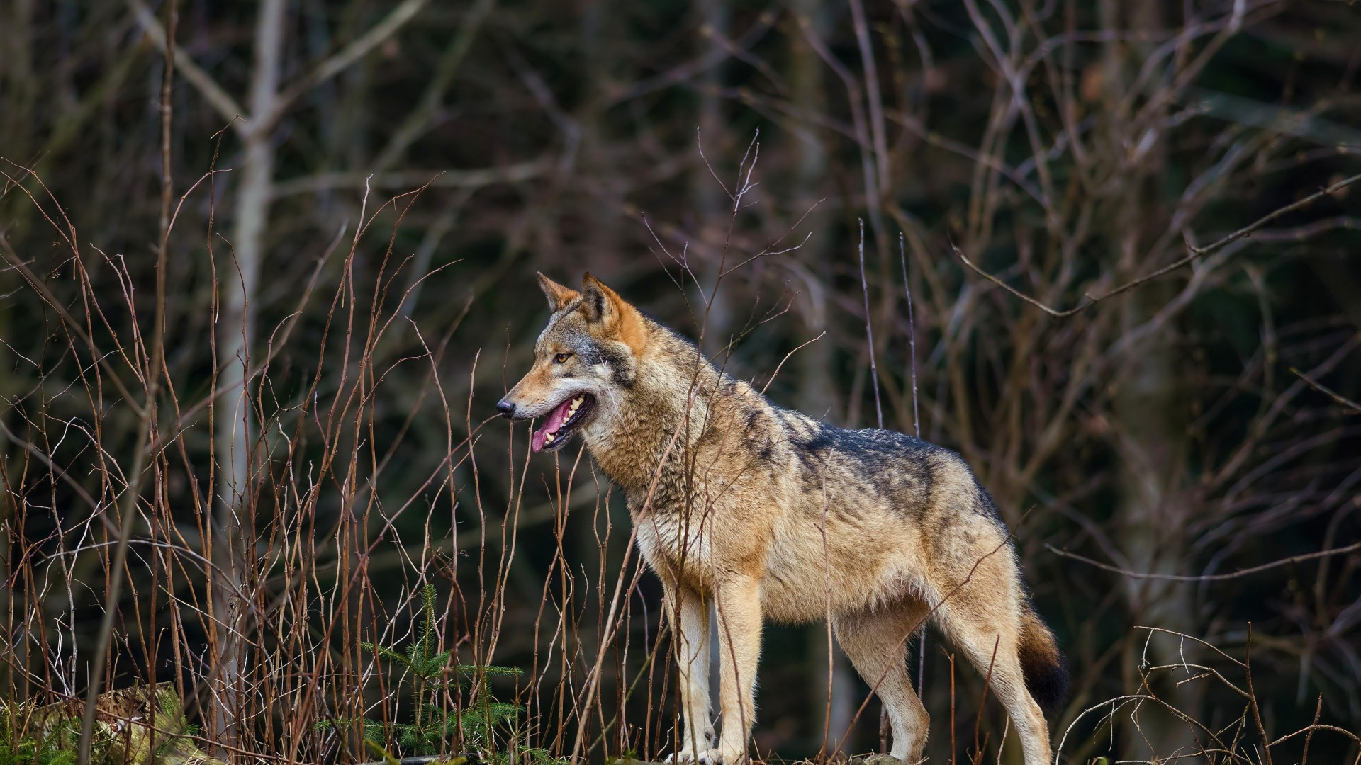 Lupo, «serve un cambio di paradigma»
