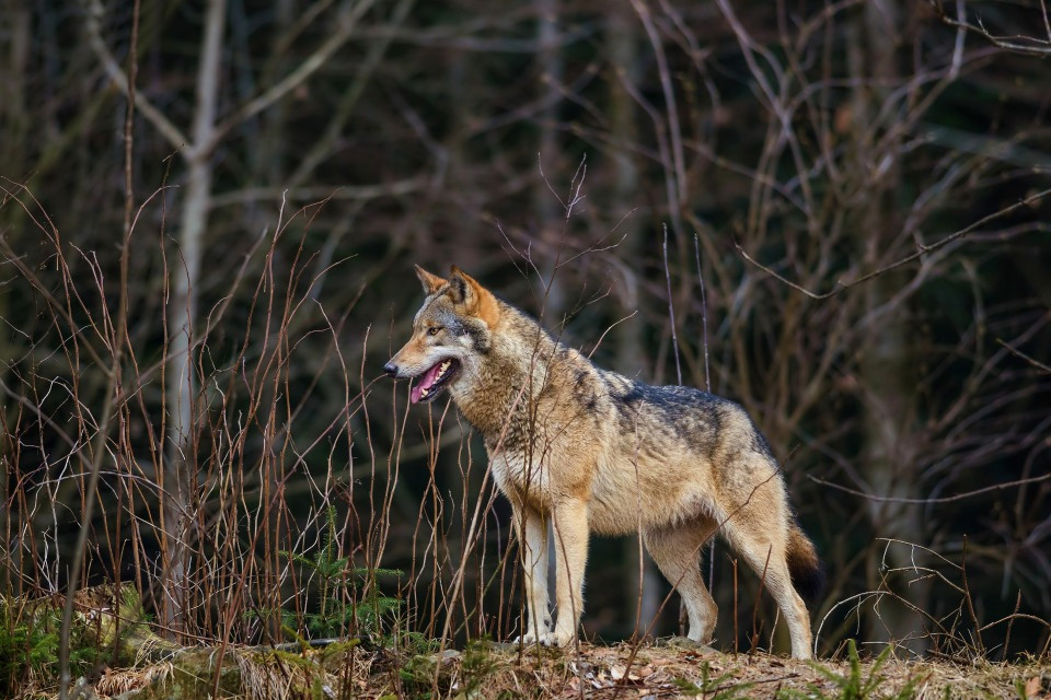 Lupo, «serve un cambio di paradigma»