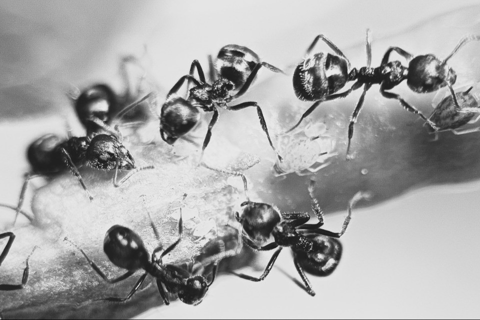 Pioggia di formiche si abbatte su un villaggio spagnolo