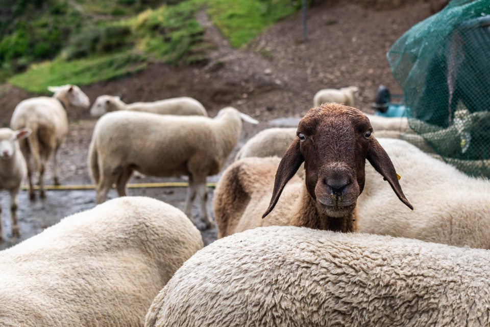 Tre agnelli trovati morti nel Gambarogno, dieci pecore a Bellinzona: c’è lo zampino del lupo?