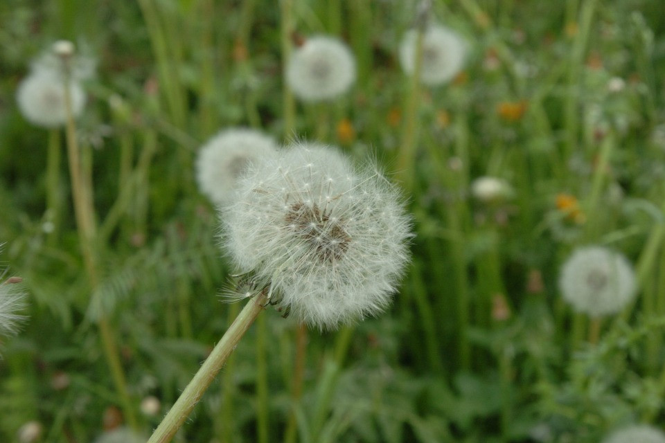 Sempre più pollini in Ticino, e cresce il numero di allergici