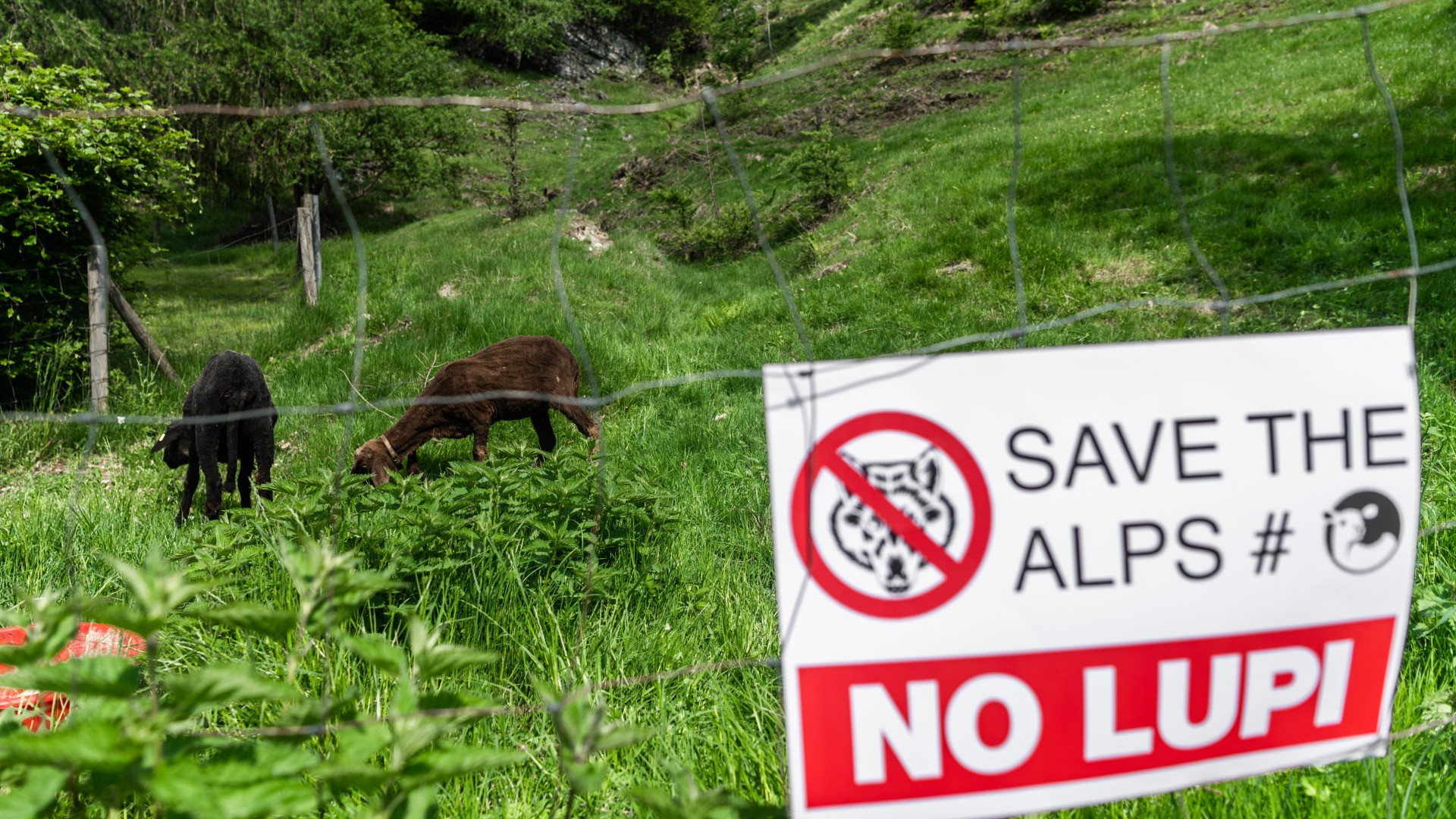«Il lupo ha ormai raggiunto tutto il territorio cantonale»