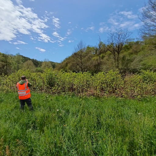 Neofite invasive, rilevate oltre 30 specie sul confine tra Lombradia e Ticino