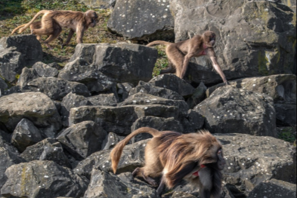 Lo Zoo di Zurigo sopprime dieci babbuini sani, il WWF: «Chiedersi se sia etico è assolutamente comprensibile»