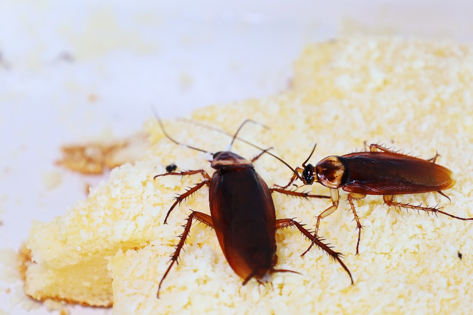Scarafaggi, altri insetti, alimenti scaduti nel locale: panettiere condannato a 100 giorni di carcere