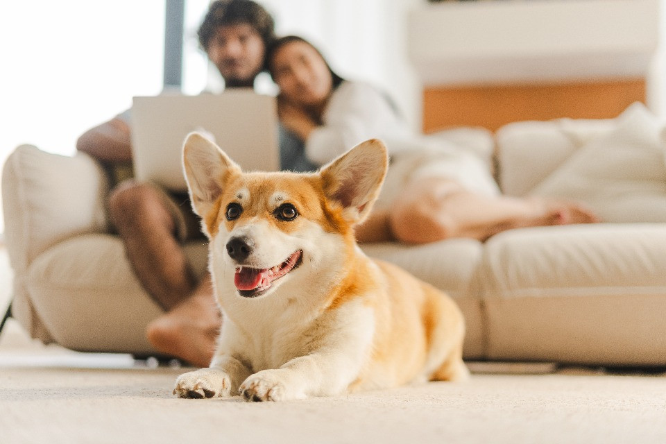 Dal DNA antico la storia dei cani domestici in Europa